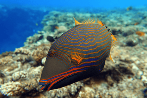 נצרן  אנדלוטוס -andulatus triggerfish