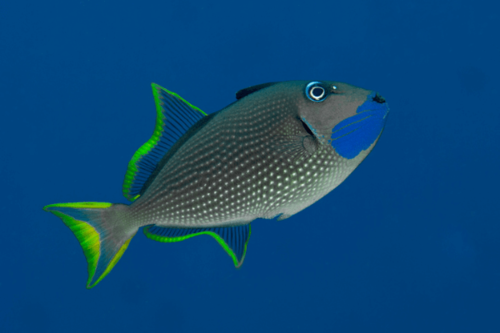 נצרן לחי כחולה-Blue Throat Triggerfish