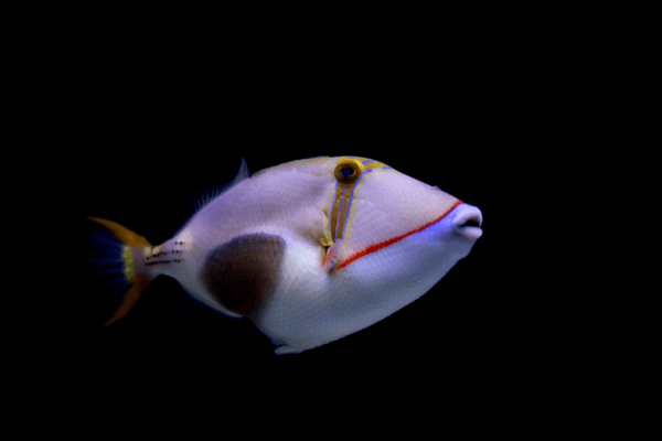 נצרן בורסה-Bursa Triggerfish