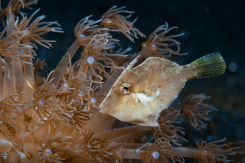 פייל פיש זנב זיפים Bristle-Tail Filefish