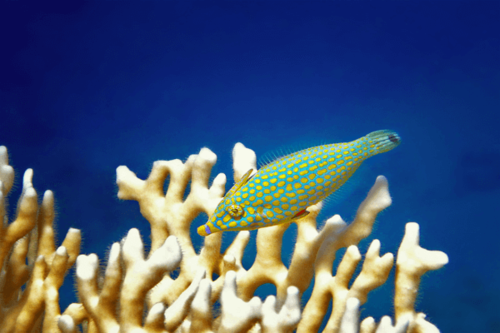 פיילפיש נקודות כתומות Orange spotted filefish