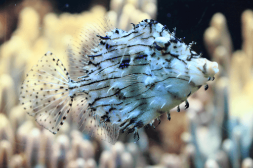 פיילפיש שעיר-Tassle Filefish