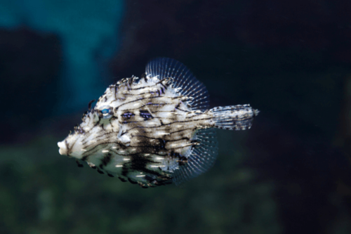 פיילפיש שעיר-Tassle Filefish