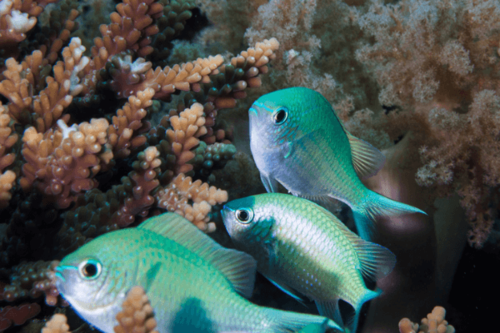 כרומיס ירוק-green chromis