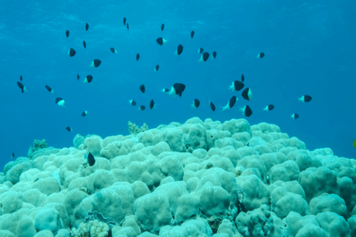 כרומיס ביקולור-Bicolor Chromis