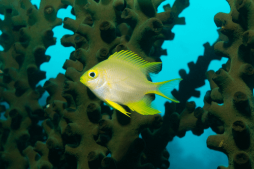 כרומיס צהוב-yellow Chromis