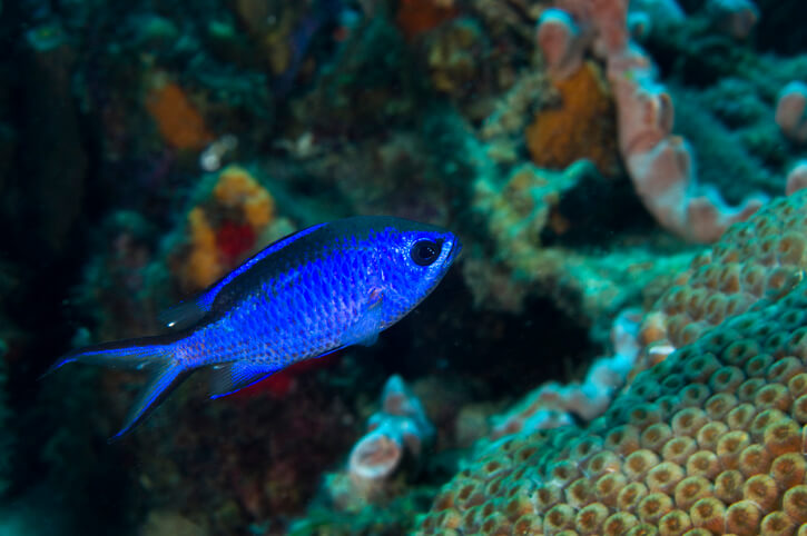 כרומיס כחול-Blue Reef Chromis