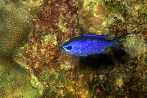 כרומיס כחול-Blue Reef Chromis