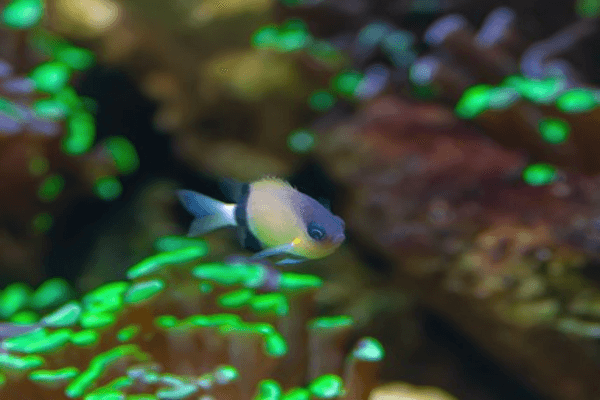 כרומיס בלאק בר-Black Bar Chromis