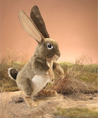 ארנב השדה JECK RABBIT 3200