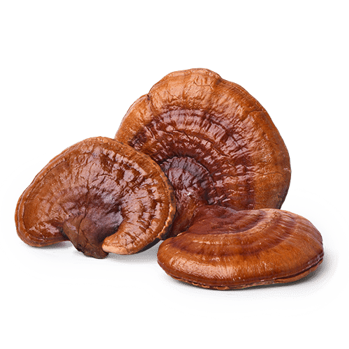 כמוסות ריישי | Ganoderma lucidum (60 כמוסות) - ברא צמחים