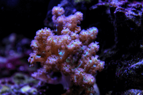 עץ קניה-Taro Tree Coral