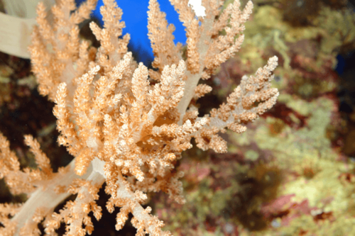 עץ קניה-Taro Tree Coral