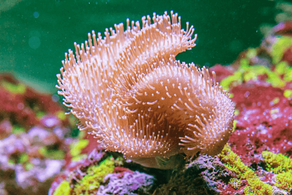 סרקופיטום-Toadstool Mushroom Leather Coral