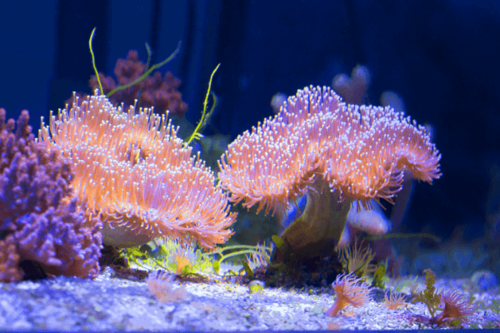 סרקופיטום-Toadstool Mushroom Leather Coral