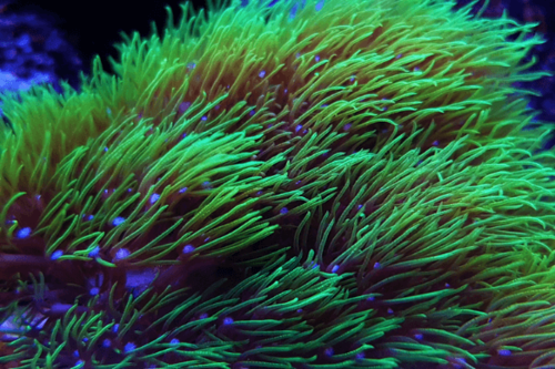 סטאר פוליפ-Starburst Polyp