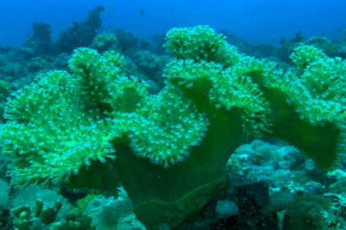 סרקופיטום ירוק-Green Polyp Toadstool Mushroom Leather Coral