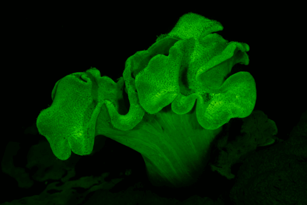 סרקופיטום ירוק-Green Polyp Toadstool Mushroom Leather Coral