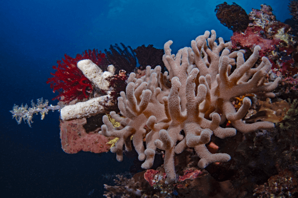 סינולריה-Young Blushing Finger Leather Coral