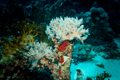 סינולריה-Young Blushing Finger Leather Coral