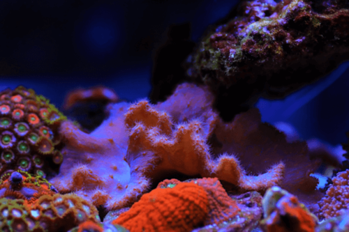 סינולריה כרוב-Cabbage Leather Coral