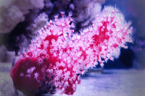 צ'ילי-Chili Coral