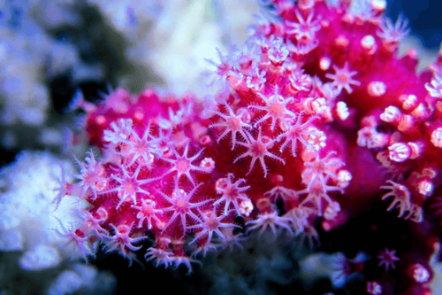 צ'ילי-Chili Coral