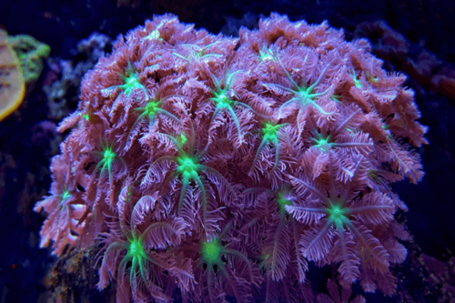קלבולריה-Glove Polyp