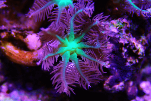 קלבולריה-Glove Polyp