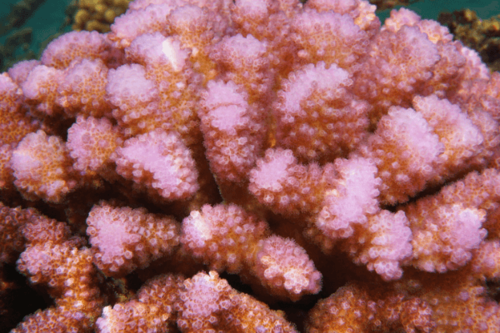 פוסילופורה-Pink Cauliflower Pocillopora Coral