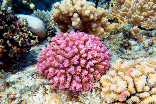 פוסילופורה-Pink Cauliflower Pocillopora Coral
