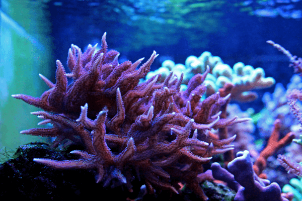 סריטופורה קן ציפור-Pink Thick Branch Birdsnest Coral