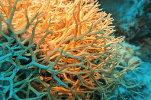 סריטופורה קן ציפור-Pink Thick Branch Birdsnest Coral