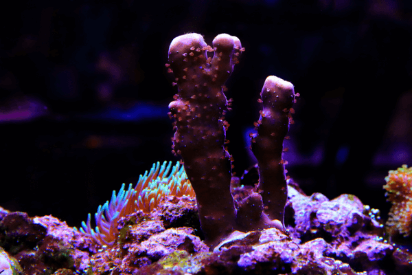 הליופורה-Blue Ridge Coral