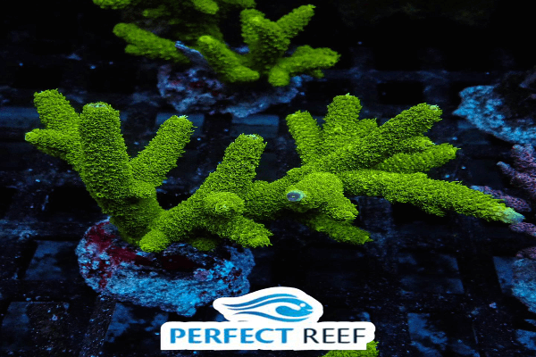 סטיילופורה- Stylophora Coral