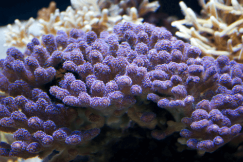 סטיילופורה- Stylophora Coral