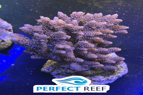 אקרופורה מיקרוקולודאס-Shortcake Acropora Coral