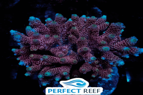 אקרופורה מיקרוקולודאס-Shortcake Acropora Coral