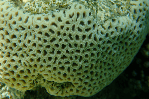 פוריטיס-Porites Coral