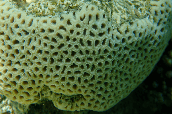 פוריטיס-Porites Coral