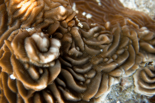 פסייסריס-Pachyseris Coral