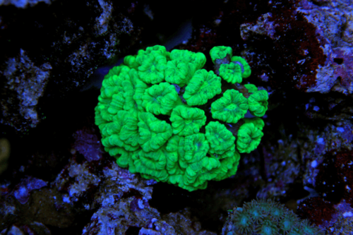 קנדי קורל-Neon Green Caulastrea Coral
