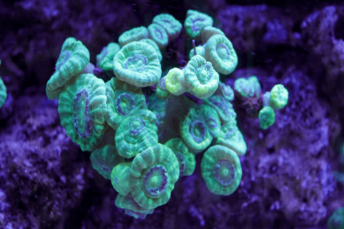 קנדי קורל-Neon Green Caulastrea Coral