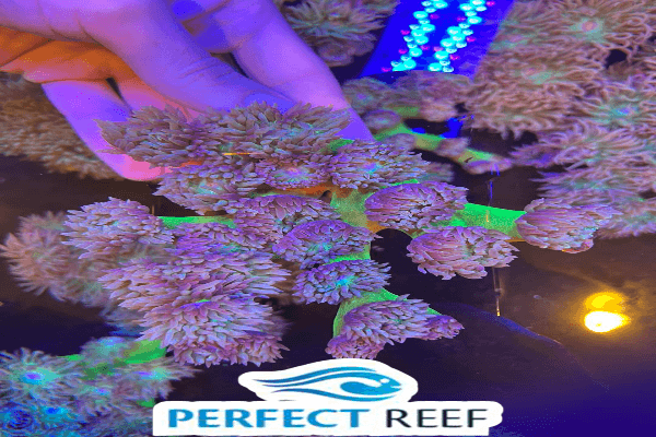 דאנקן-Giant Green Polyp Duncan Coral