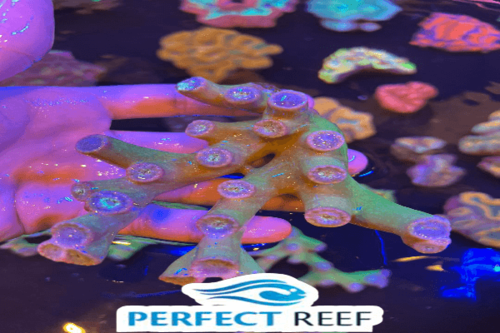 דאנקן-Giant Green Polyp Duncan Coral