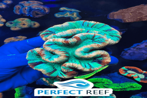 טרכנופיליה-Brain Coral, Trachyphyllia