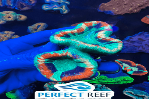 טרכנופיליה-Brain Coral, Trachyphyllia