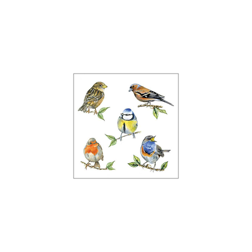 מפית - Bird species white