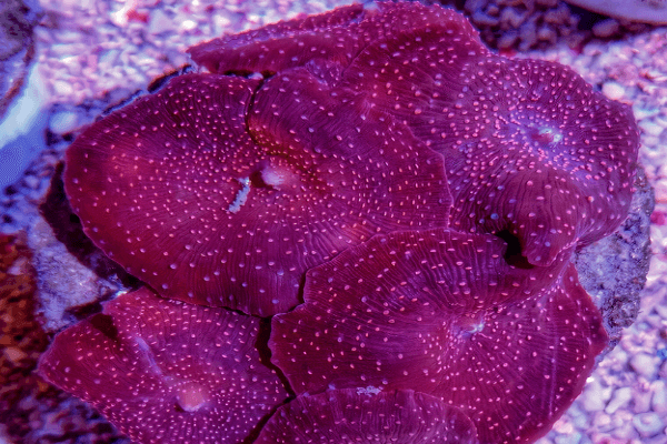 פטרייה מנוקדת-Mushroom Coral Spotted