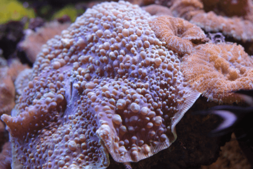 פטרייה סגולה-Purple Speckled Mushroom Coral